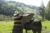 El último arriero de Cajamarca (Crónica)