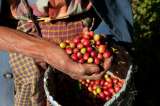 Producción de café acumulada a febrero no se veía hace 29 años