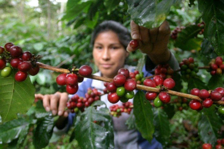 Ser “verde” en Colombia, un negocio de $80 mil millones