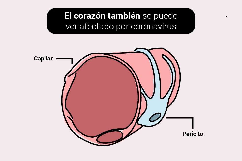 L. Chen y sus colegas no pararon ahí su pesquisa y estudiaron otros tejidos del organismo encontrando que el tracto digestivo tiene la máxima expresión de ECA2, seguido del testículo y el riñón. Lo que sugiere a su vez la vulnerabilidad al virus en estos órganos y podría explicar por qué otros grupos han detectado el hilito de ARN de SARS-COV-2 en heces y orina. La concentración de la ECA2 en el corazón es mayor que en el mismo pulmón, a pesar de ser éste último la principal vía de entrada al organismo, esto explica entre otras razones, la susceptibilidad del corazón a ser atacado también por el virus. Sin embargo, es importante destacar como señalan los científicos que la expresión de la ECA2 puede variar según el tejido estudiado y el estado clínico del organismo.
