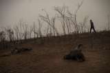 Los incendios en el humedal más grande del mundo alcanzan nivel récord