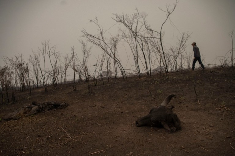 Casi 17 millones de animales murieron en los incendios del mayor humedal del mundo
