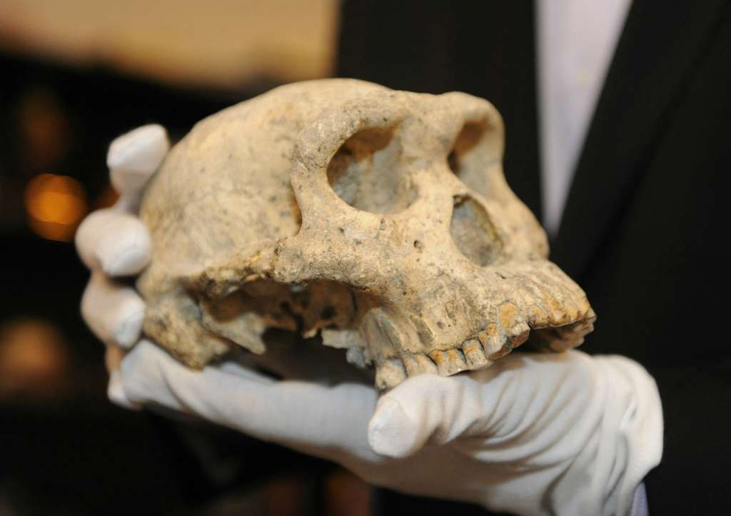 (FILES) A picture taken in Georgia's capital in Tbilisi on October 18, 2013, shows David Lordkipanidze, director of the Georgian National Museum, holding a well-preserved skull from 1.8 million years ago found found in the remains of a medieval hilltop city in Dmanisi. A stunningly well-preserved skull from 1.8 million years ago offers new evidence that early man was a single species with a vast array of different looks, researchers said yesterday.