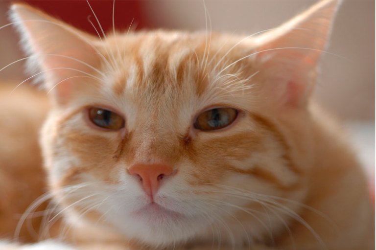 ¡Adorables! en fotos, las diferentes razas de gatos naranjas