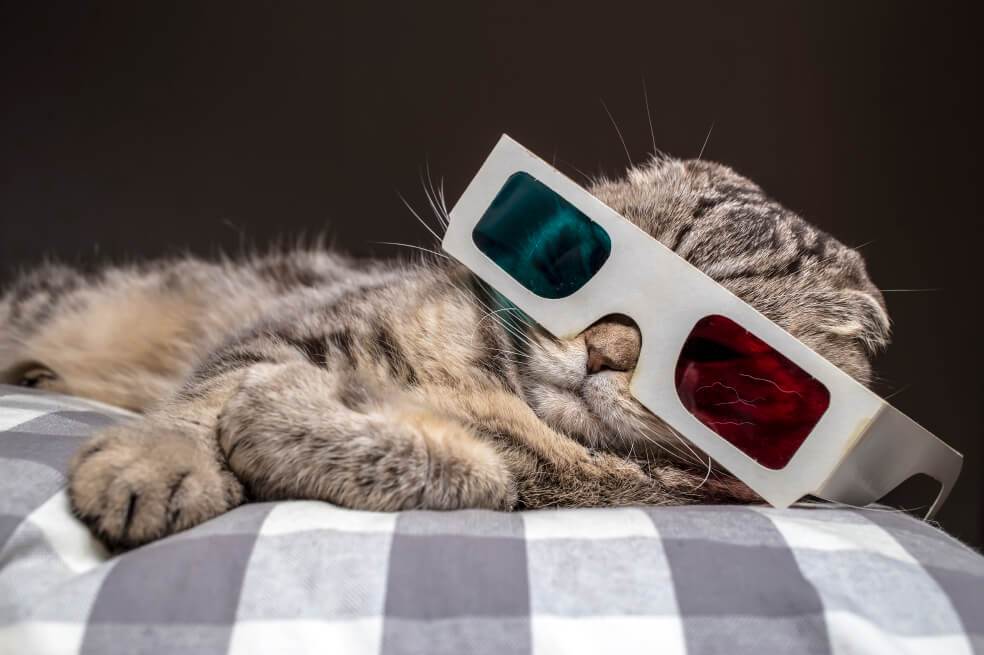Pura carreta: los gatos no son tan independientes como dicen por ahí