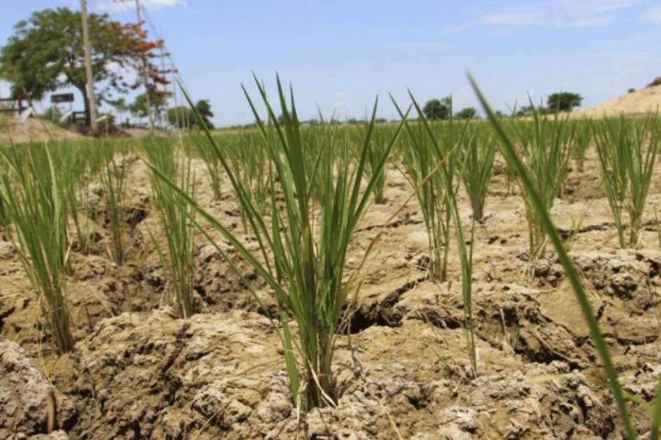 Colombia Siembra nació en 2015 luego de que el Gobierno anunciara que importaría cerca de 80.000 toneladas de arroz. / Archivo El Espectador