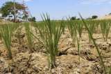 Arroceros y ambientalistas se reunirán para evaluar impacto de este cultivo