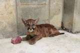 Puma rescatado en el Magdalena Medio fue trasladado a la Hacienda Nápoles
