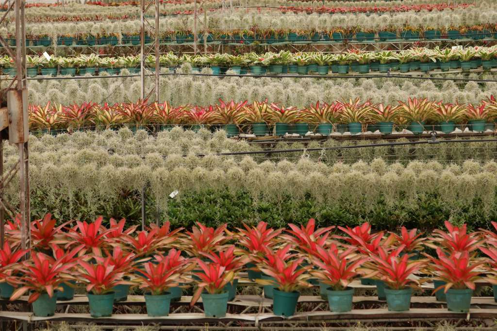 Las bromelias juegan un papel importante en sus ecosistemas al proporcionar hábitats para pequeños animales, como insectos y ranas.