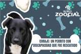 Coraje, la historia de un perro con discapacidad que fue rescatado en Cundinamarca