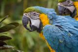 Francisco Piedrahita, de empresario a coleccionista de aves