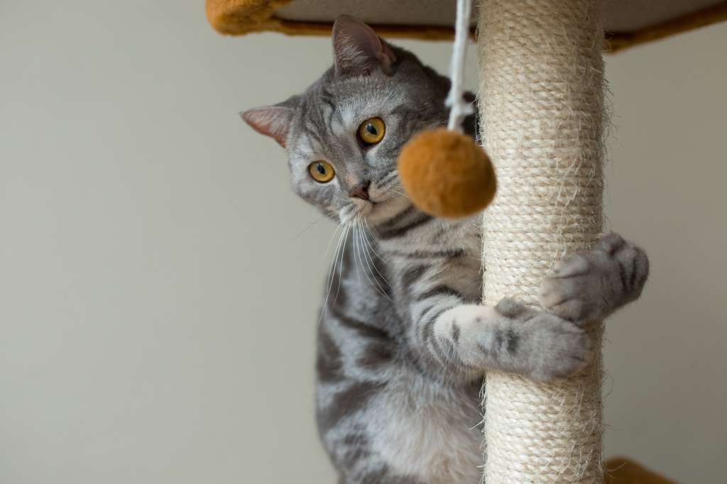 Entre las cosas que llaman la atención de los gatos está el movimiento. Por esto, sufren de algo que se llama “síndrome del gato volador”. En La Red Zoocial le contamos de qué se trata.