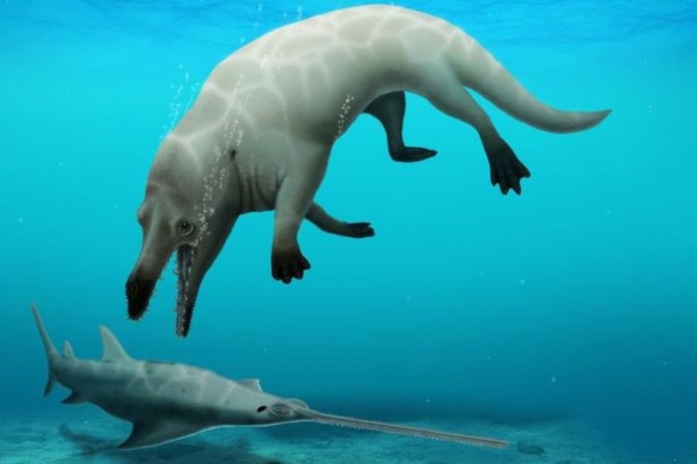 Phiomicetus anubis podría ser el primer tipo de ballena semiacuática que se ha descubierto en África.