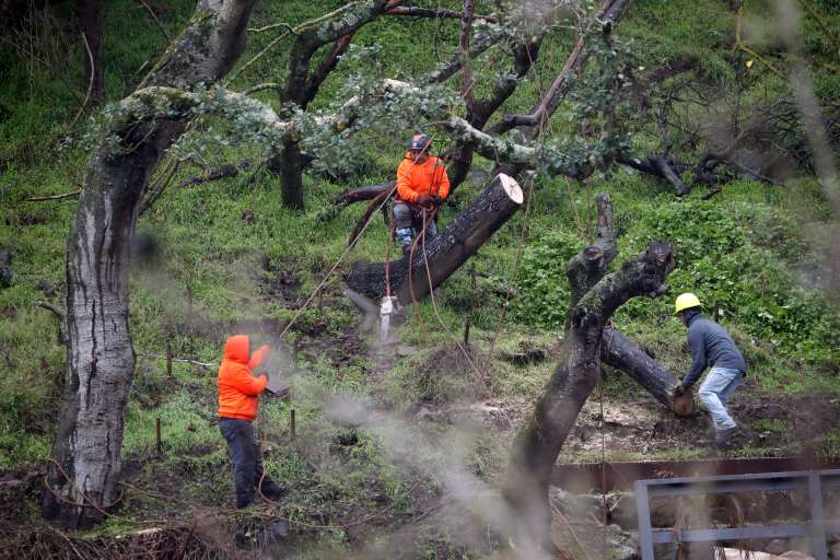 Oakland (United States), 11/01/2023.- Workers remove an oak tree after branches fell during the last wave of storms in Oakland, California, USA, 11 January 2023. California Governor Gavin Newsom proclaimed a state of emergency due to the winter storms. Many California counties are still under flood warnings. (Estados Unidos) EFE/EPA/JOHN G. MABANGLO