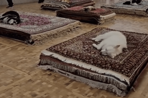(Video) México: cancelan performance con perros por presunto maltrato animal
