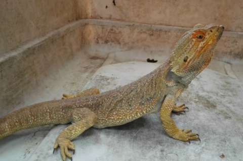En Sevilla, Valle, se investiga tráfico de dragones australianos