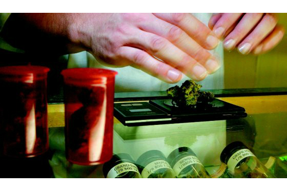 El proyecto busca que quienes reciban las licencias para la producción de marihuana medicinal paguen una contribución. / AFP