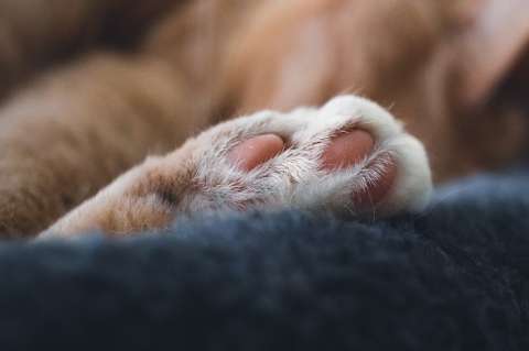 Envenenamiento de gatos en barrios de Cartagena: siete felinos han muerto