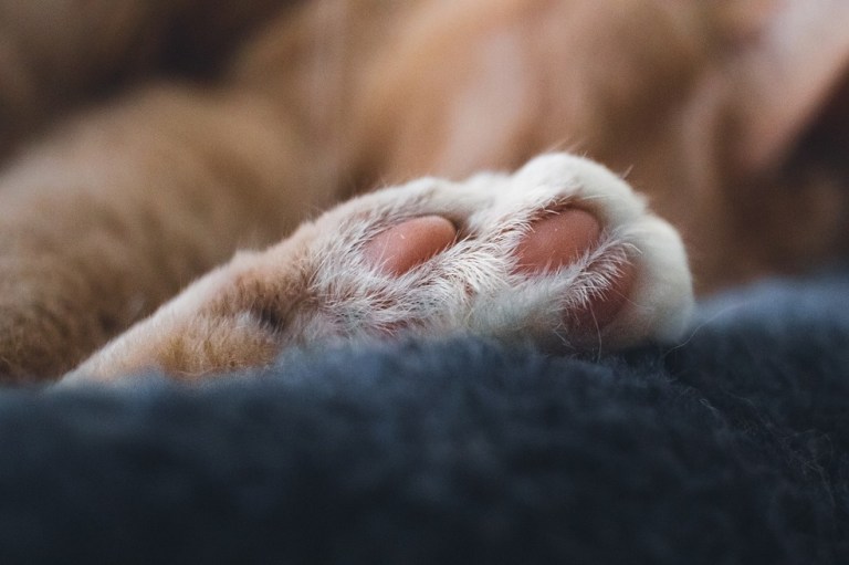 Envenenamiento de gatos en barrios de Cartagena: siete felinos han muerto