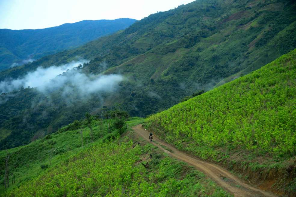 Los cultivos de coca en Briceño (Antioquia) abarcan 29,3 hectáreas, que equivalen al 0.1 % del total nacional. / / Luis Benavides