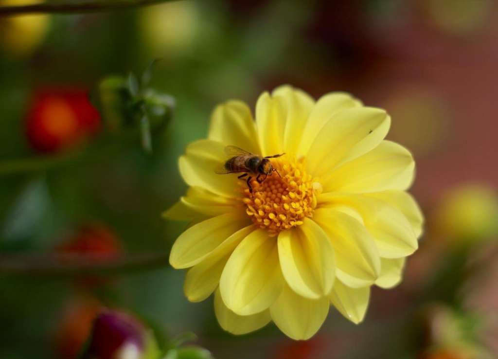 Abeja polinizando
