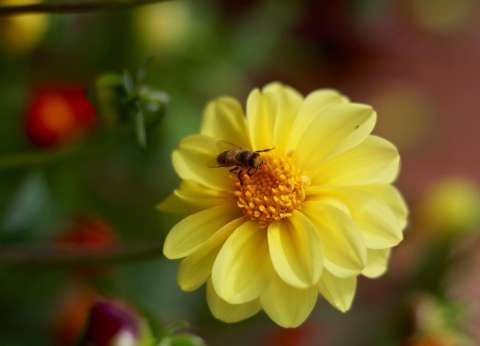 Las flores silvestres están dependiendo menos de los insectos polinizadores