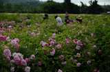 Las rosas que le dan vida al Chanel N°5