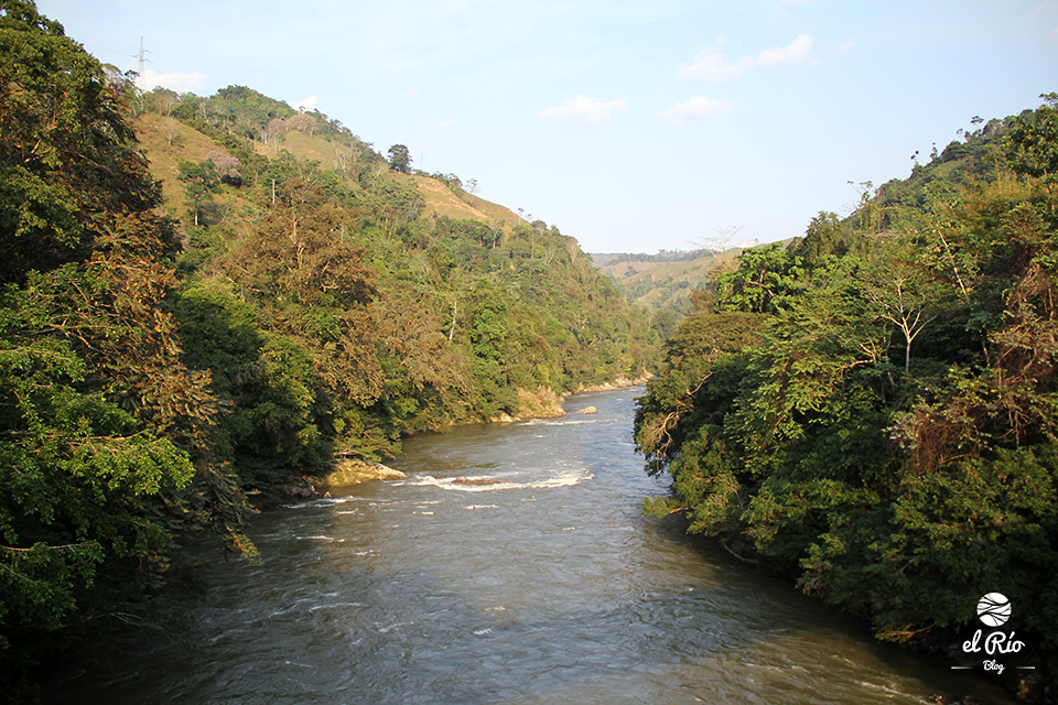 La biodiversidad de especies del Río Samaná en Antioquia se encuentra en riesgo por la construcción de la hidroeléctrica Porvenir II, denuncian científicos y ambientalistas. Un proyecto de Argos (Celsia). / Blog El Río