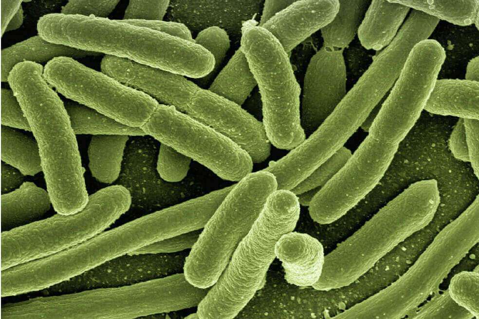El intestino humano podría estar intimamente conectado con el cerebro (Imagen de referencia) / Pixabay