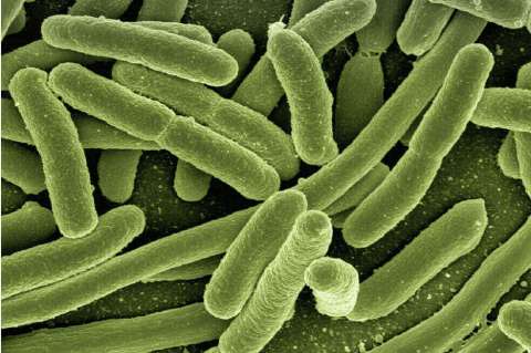 Hallan un vínculo entre las bacterias intestinales y la ansiedad