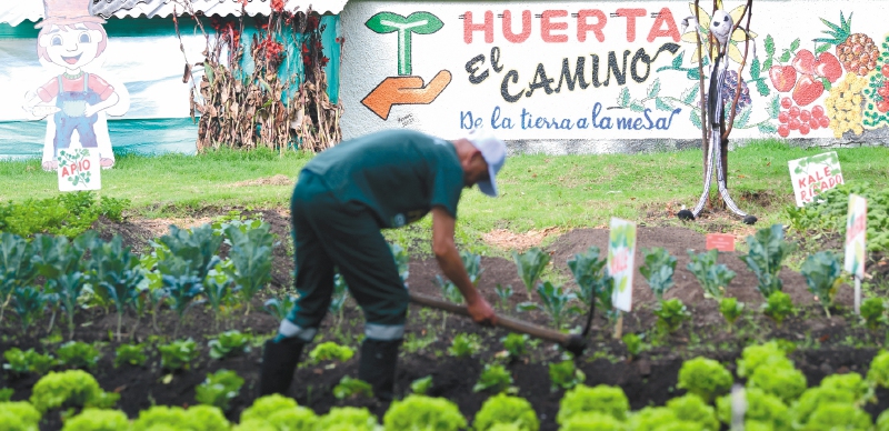 La huerta El Camino es manejada por exhabitantes de calle, allí, a través de la siembra y trabajos propios de la tierra, luchan contra sus adicciones.