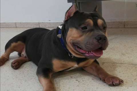 Sancionan a aerolínea Easyfly por muerte del perro Homero