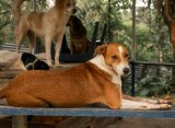 Tras el terremoto, esterilizarán a 1.000 perros y gatos en Buenaventura