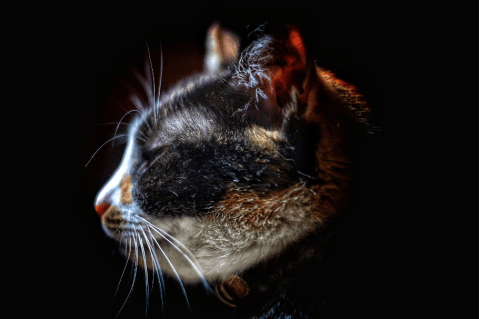 Caspa en gatos: ¿por qué se produce y cómo evitarla?