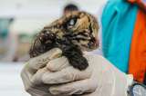 Crianza artificial de fauna silvestre en Colombia: un esfuerzo por la conservación