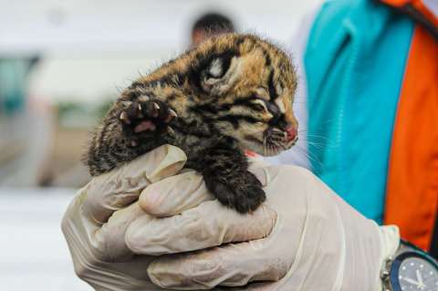 Crianza artificial de fauna silvestre en Colombia: un esfuerzo por la conservación