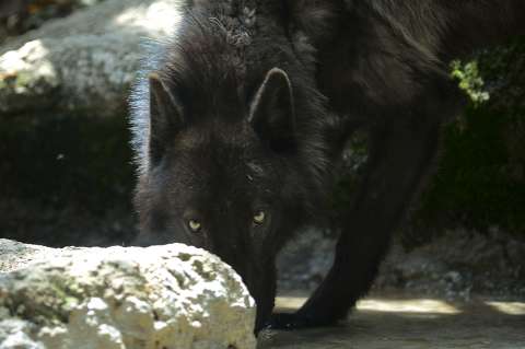 Este lobo no es colombiano pero fue encontrado en Medellín