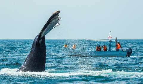 5 razones para no perderse el avistamiento de ballenas en Riviera Nayarit