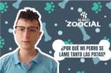 (VIDEO) ¿Por qué mi perro se lame tanto las patas? Causas y recomendaciones
