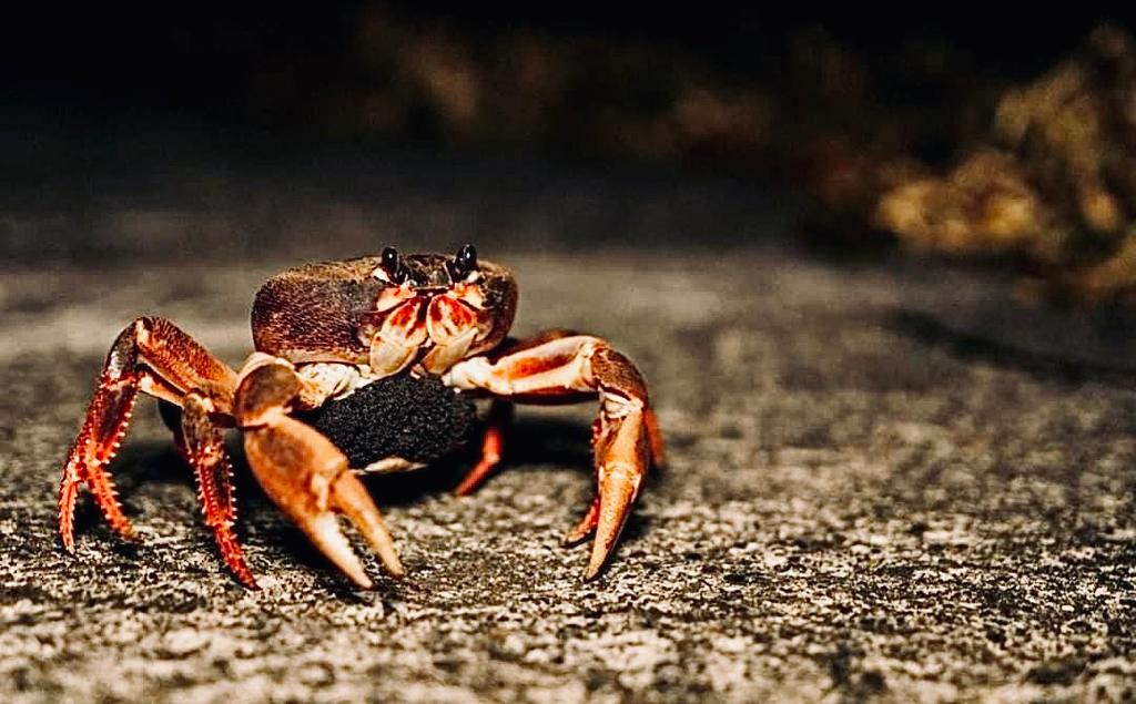 El Cangrejo Negro o Black Land Crab de la familia Gecarcinus Ruricola, ha sido un componente importante en la gastronomía y tradición Isleña. /Coralina