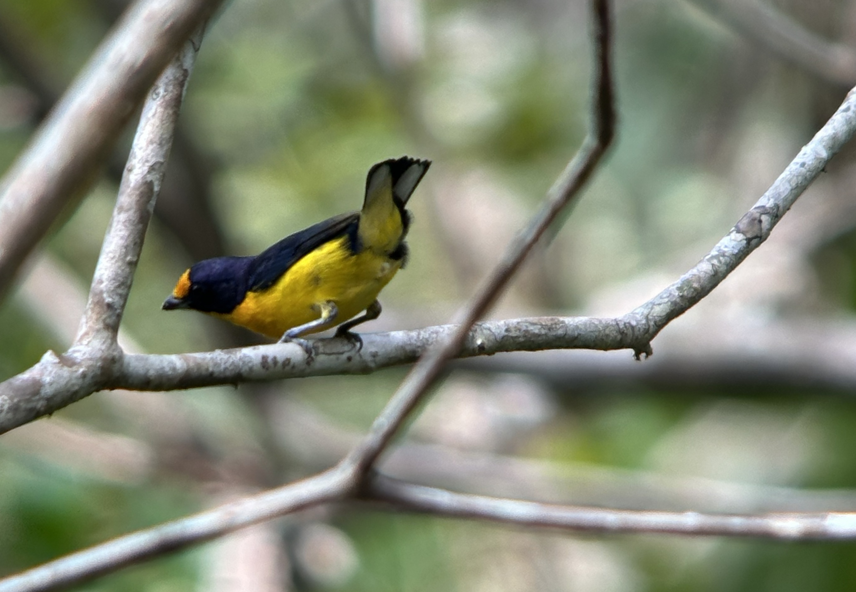En esta imagen se puede ver mejor las plumas de la parte tarsera de la "Euphonia violacea".