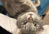Mr. Rogers, el gato callejero que conquistó un barrio y encontró un hogar feliz