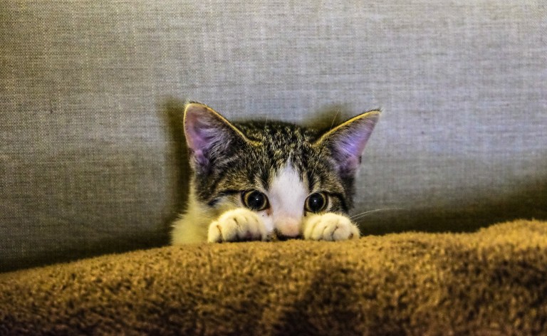 ¿Qué es la neofobia en gatos y cómo prevenirla?