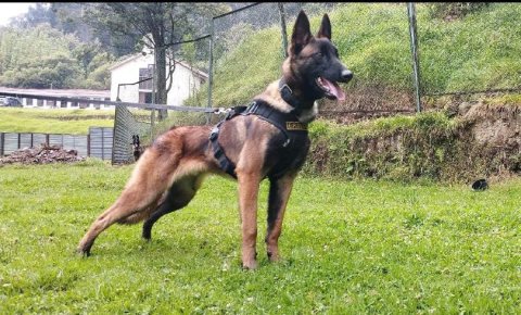 ¿Qué pasó con Wilson? Buscan al perro rescatista que encontró a los niños en la selva
