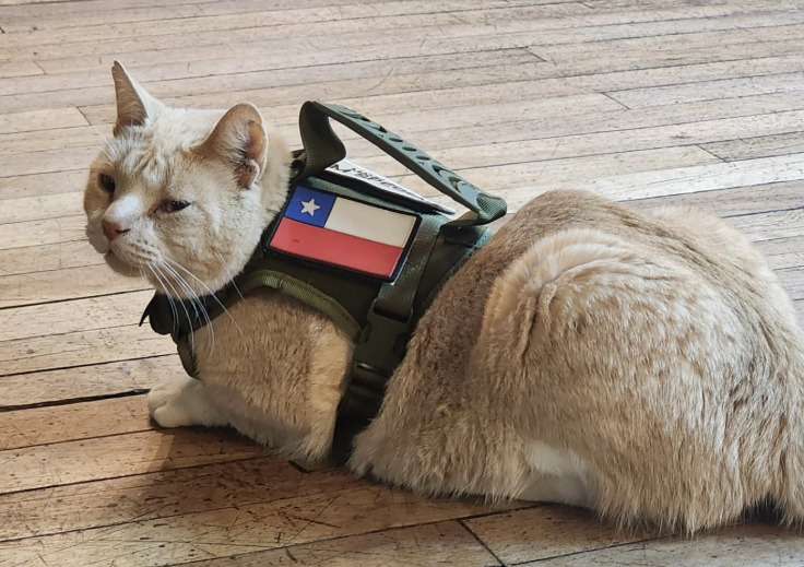 Naruto, el gato callejero que se volvió “policía” y hoy apoya a quienes llegan a denunciar