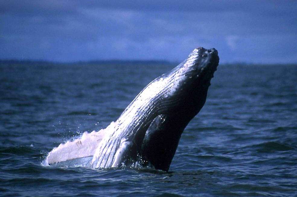 En este golfo, las ballenas jorobadas se reproducen y tiene sus crías entre junio y octubre. / David Southern / WWF-Colombia