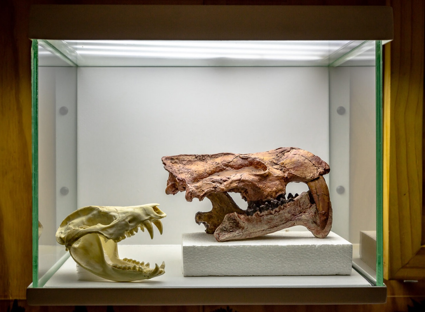El Museo alberga alrededor de 1.700 fósiles de uno de los lugares más atractivos para los paleontólogos en Colombia.
