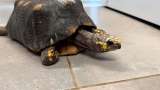 Preocupación en el Valle de Aburrá por tráfico de tortugas morrocoy