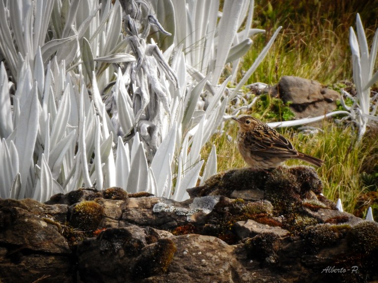 Se encuentra en los Andes de Argentina, Bolivia, Colombia, Ecuador, Perú y Venezuela. Su hábitat natural son las áreas tropicales o subtropicales de los Andes entre los 2.500 y 4.000 m de altitud, en praderas y pastizales, principalmente en páramos y punas.