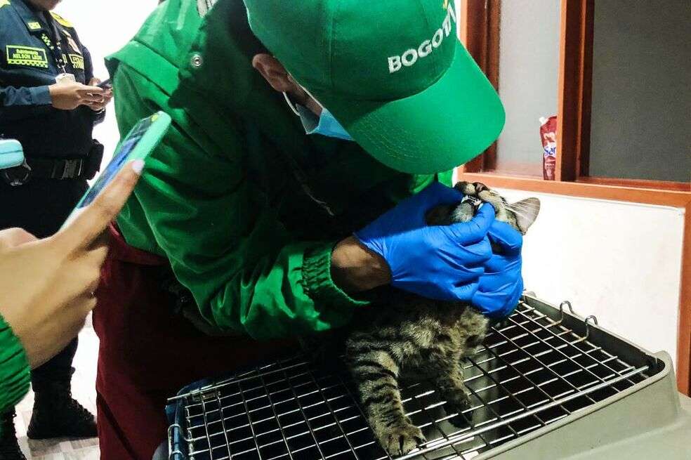 Médicos veterinarios de diferentes entidades del Distrito acudieron a hacer la valoración de los animales.